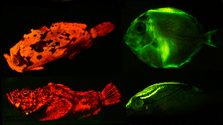 Stolen Ferrets, Fluorescent Fish, and the Upside of Cold